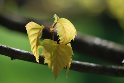 Betula pendula 'Golden Cloud'- bříza bělokorá 'Golden Cloud' - jarní listy (2)